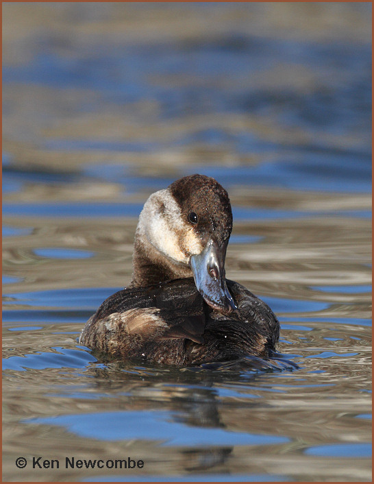 Ruddy Duck
